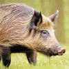 wild boar animal Diamond With Numbers