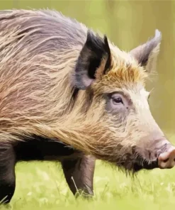 wild boar animal Diamond With Numbers