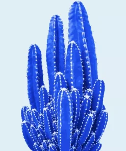 Blue Cactus Diamond Painting