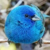 Blue canary bird Diamond With Numbers