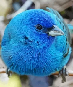 Blue canary bird Diamond With Numbers