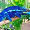 Dark Blue Chameleon Diamond Paints