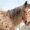appaloosa leopard Diamond With Numbers