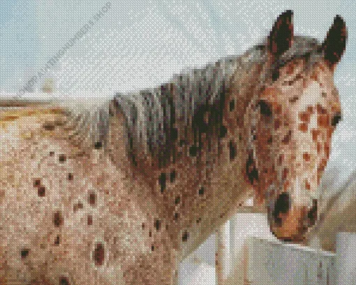 appaloosa leopard Diamond With Numbers