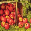 basket of apples Diamond Paints