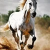 beautiful white stallion Diamond Paints