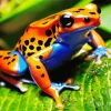 big orange frog Diamond Paints