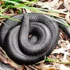 blue bellied black snake Diamond By Numbers