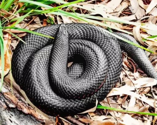 blue bellied black snake Diamond By Numbers