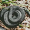 blue bellied black snake Diamond By Numbers