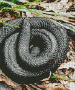 blue bellied black snake Diamond By Numbers