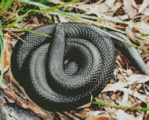 blue bellied black snake Diamond By Numbers