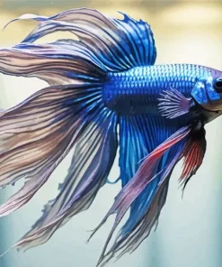 blue betta fish Diamond By Numbers