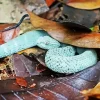 blue bush viper Diamond Paints