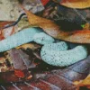 blue bush viper Diamond Paints