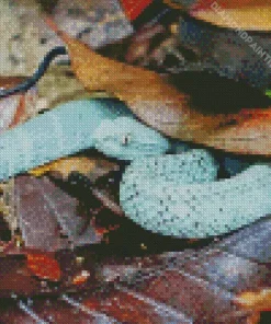 blue bush viper Diamond Paints