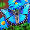 blue butterfly and flower Diamond With Numbers