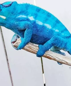 blue chameleon Diamond Paints