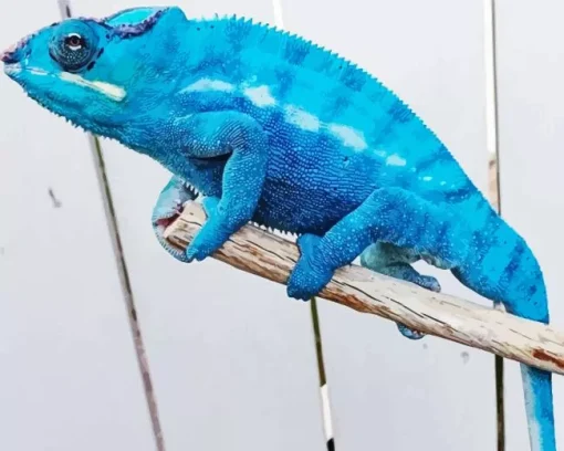 blue chameleon Diamond Paints