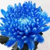 blue chrysanthemum Diamond Paints