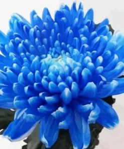 blue chrysanthemum Diamond Paints