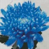 blue chrysanthemum Diamond Paints