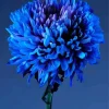 blue chrysanthemum flower Diamond Paints