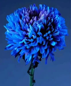 blue chrysanthemum flower Diamond Paints
