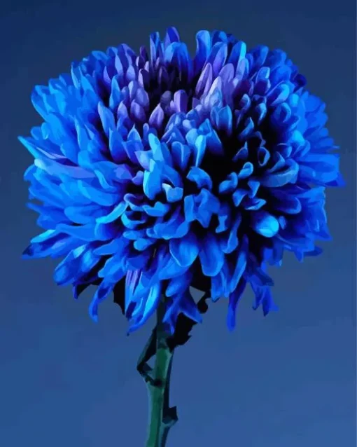 blue chrysanthemum flower Diamond Paints