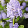 blueblossom Plant Diamond By Numbers