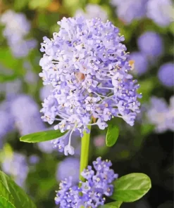 blueblossom Plant Diamond By Numbers