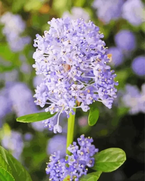 blueblossom Plant Diamond By Numbers