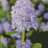 blueblossom Plant Diamond By Numbers