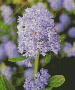 blueblossom Plant Diamond By Numbers