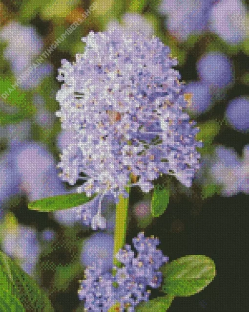 blueblossom Plant Diamond By Numbers
