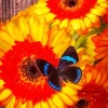 Blue And Black Butterfly On Gerbera Diamond Paints