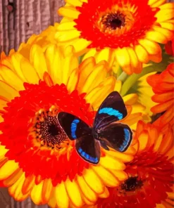 Blue And Black Butterfly On Gerbera Diamond Paints
