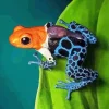 The blue and orange frog Diamond Paints