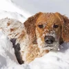 aesthetic golden retriever in the snow Diamond Paints