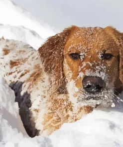 aesthetic golden retriever in the snow Diamond Paints