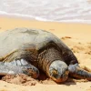 beach with turtle Diamond With Numbers