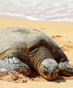 beach with turtle Diamond With Numbers