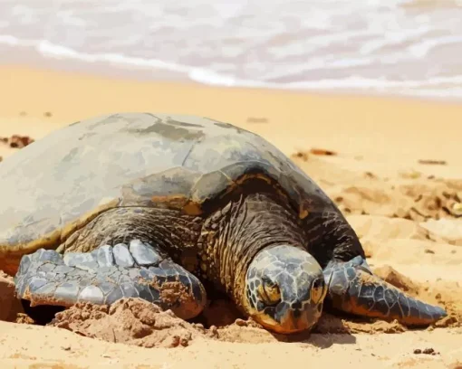 beach with turtle Diamond With Numbers