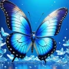 blue and black butterfly Diamond Paints