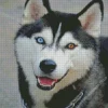 blue and brown eye husky Diamond Paints