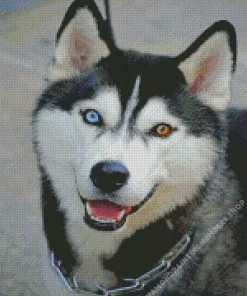 blue and brown eye husky Diamond Paints