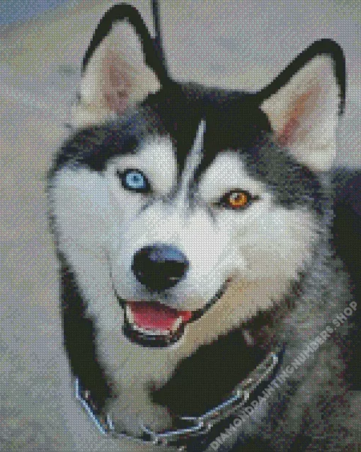 blue and brown eye husky Diamond Paints