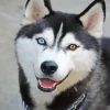 blue and brown eye husky Diamond Paints
