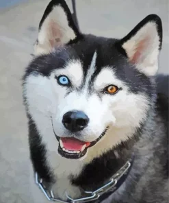 blue and brown eye husky Diamond Paints