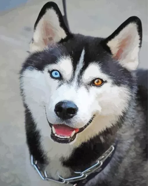 blue and brown eye husky Diamond Paints
